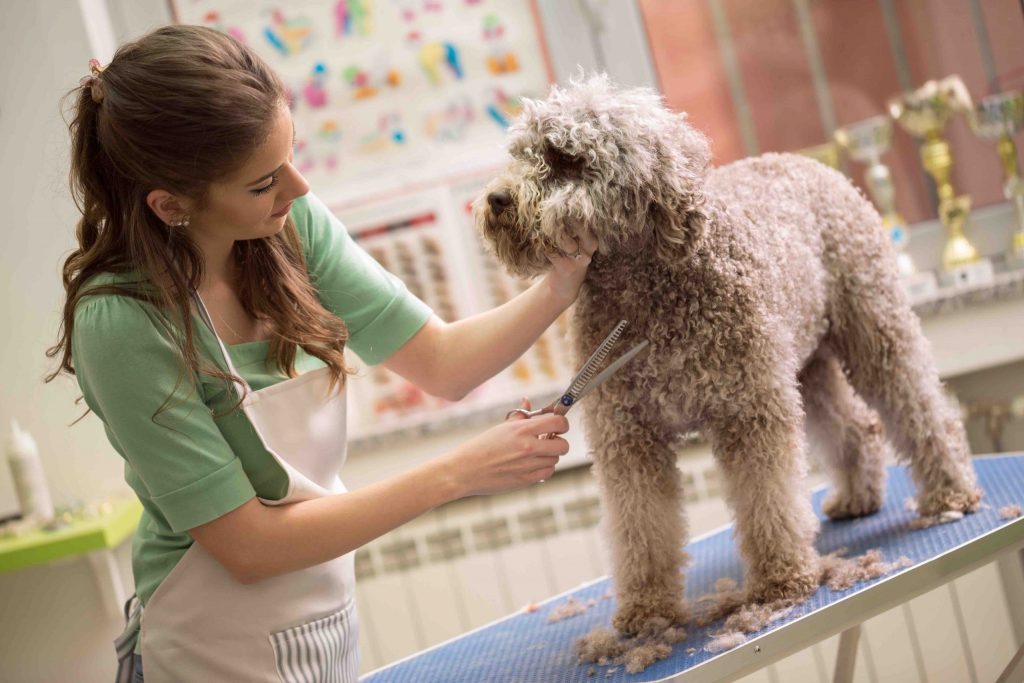 Pet care facility maintenance