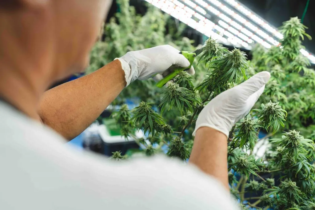 Dispensary facility maintenance